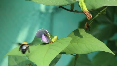 Black beetles suck flower nectar Stock Footage 274996792
