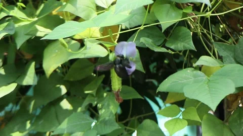 Black beetles suck flower nectar Stock Footage 274996823