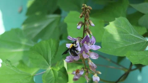 Black beetles suck the nectar of purple flowers Stock Footage 273139540