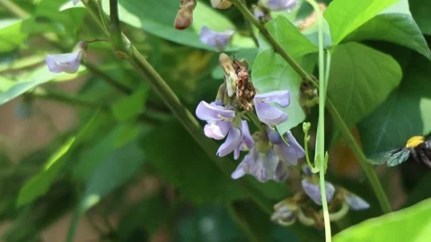 Black beetles suck the nectar of purple flowers Stock Footage 273139546