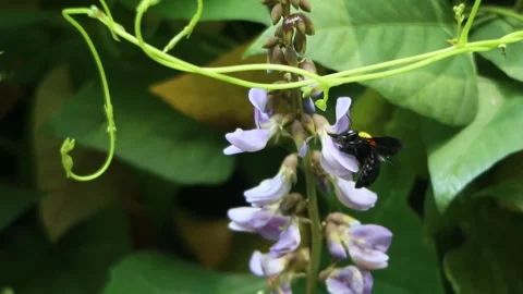 Black beetles suck the nectar of purple flowers Stock Footage 273139551