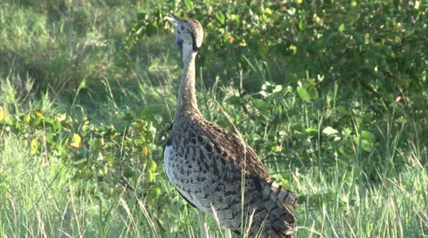 Black-bellied Bustard Stock Footage 26094697