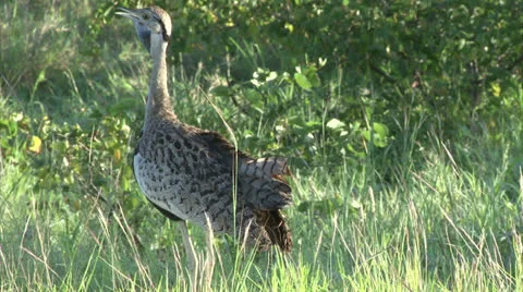 Black-bellied Bustard Stock Footage 26097935