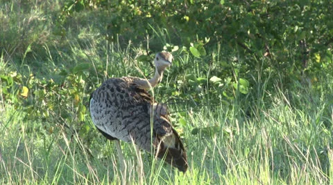 Black-bellied Bustard Stock Footage 26098329
