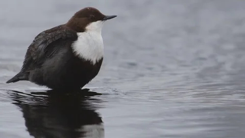Black bellied dipper singing Video stock 121536852