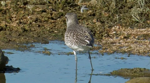 Black-bellied Plover 1 Stock Footage 8510249
