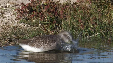 Black-bellied Plover 2 Video stock 8510424