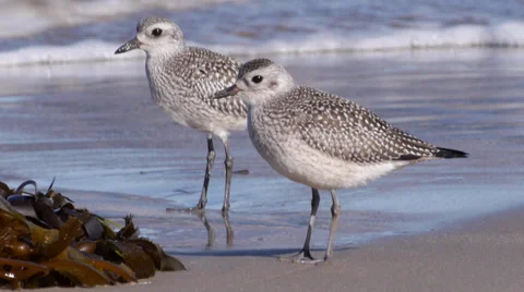 Black-bellied Plover Stock Footage 35194147