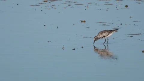 Black-bellied Plover Video stock 107828872