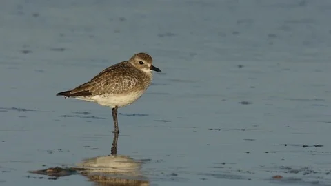 Black-bellied Plover walking Video stock 86214479