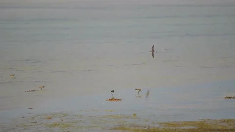 Black-bellied Tern Wading in Shallow Coastal Waters of Barr al Hickman, Oman Stock Footage 324855626