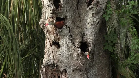  Black-Bellied Whistling Ducks Nesting. Stock Footage 242205132