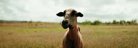 Black Belly Sheep 001 Stock Footage 339632890