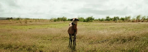 Black Belly Sheep 002 Stock Footage 339632896