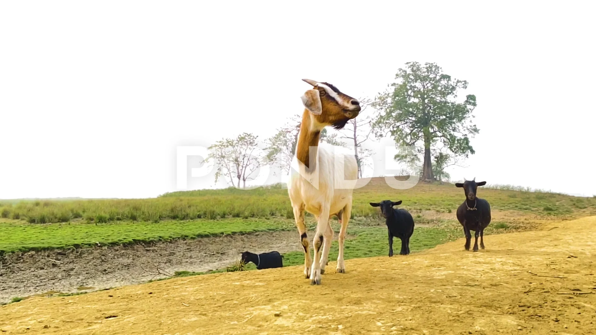 Black Bengal Goat Herd following white g, Stock Video