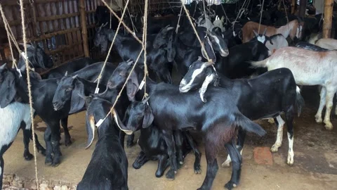 Black Bengal Goat Herd following white g, Stock Video