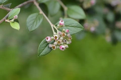 Black-berried cotoneaster Stock Photos