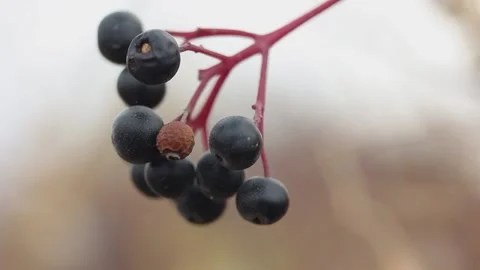 Black berries on a branch close-up on a blurred background Vídeos de archivo 164835635