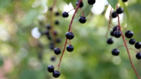 Black berries on a branch Stock Footage 114635780