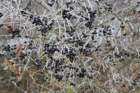 Black berries on the branches Stock Photos