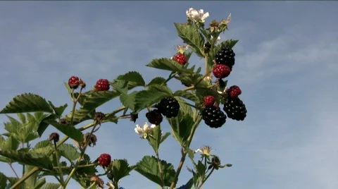 Black berries Stock Footage 881493