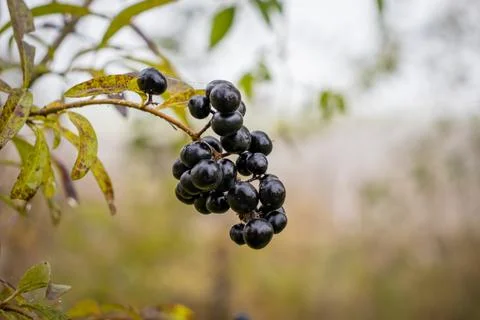 Black berries in the forest Stock Photos