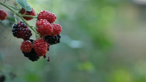 Black berries with fruit fly summer garden outdoor close up pan left 4k Stock Footage 95031023