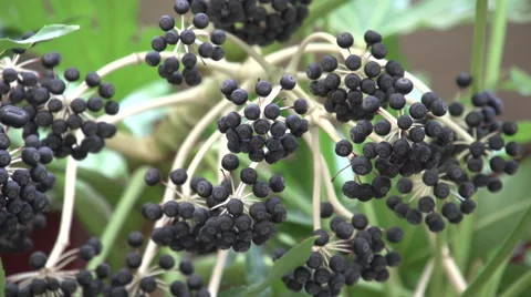 Black berries in a garden Stock Footage 50375297