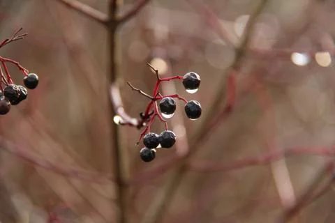 Black berries Stock Photos