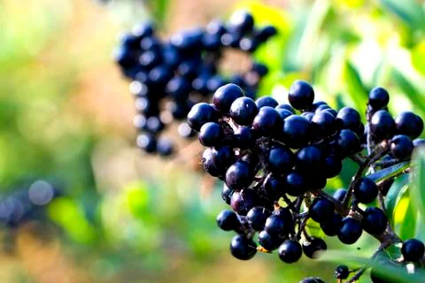 Black Berries Stock Photos
