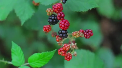 Black Berries in Prizren Video stock 54552646