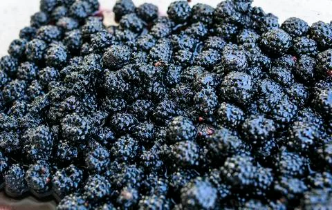 Black berries ready to make a pie Stock Photos