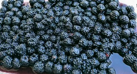 Black berries ready to make a pie Foto stock