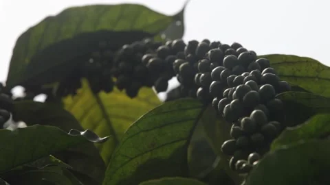 Black berries on the tree branches Stockbeeldmateriaal 149123620