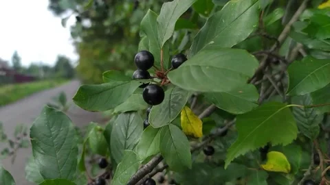 Black berries on a tree by the road Stock Footage 163765447