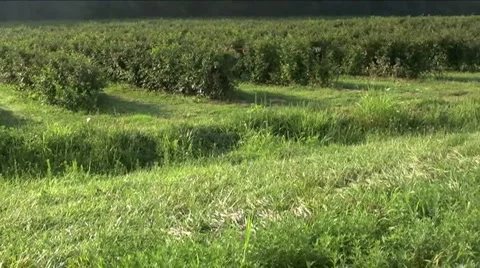 Black berry field Stock Footage 918403