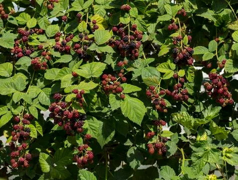 Black berry fruit Stock Photos