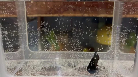 Black Betta Fish Swimming in Clean Glass Tank with Air Bubbles Stock Footage 340260371