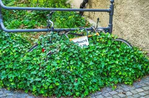 Black bicycle frame and wheels partially covered by dense green ivy Fotos Stock