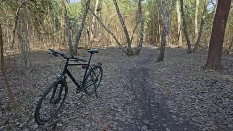 Black bicycle parked on a leaf covered path in a bare birch forest. Stock Footage 331140867