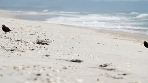 Black bids on a beach in slow motion Stock Footage 93722688