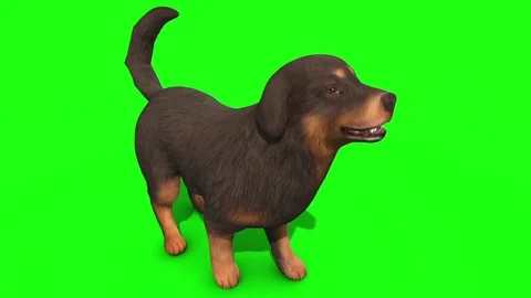 Black Big Dog Bark Front Green Screen 3D Rendering Animation Stock Footage 80749673