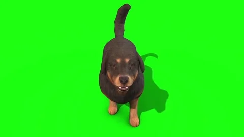 Black Big Dog Bark Green Screen 3D Rendering Animation Stock Footage 80749662