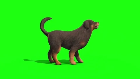 Black Big Dog Bark Side Green Screen 3D Rendering Animation Stock Footage 80749678