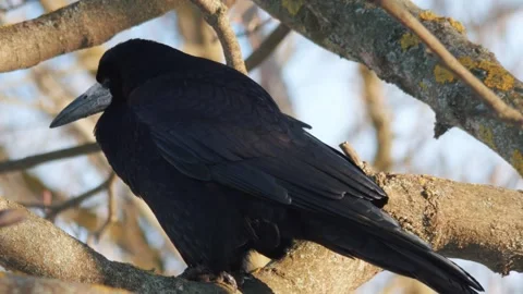 Black big elegant bird on tree branch. crow in the wild Stock Footage 305279200