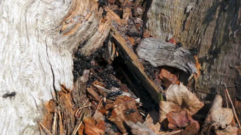 Black big forest ants on the move. Stock Footage 37248113