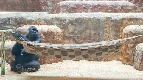 Black big gorilla, monkey primate, sits by the hammock. Stock Photos