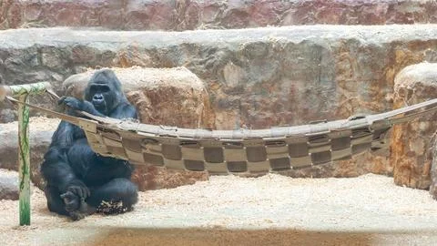 Black big gorilla, monkey primate, sits by the hammock. Stock Photos