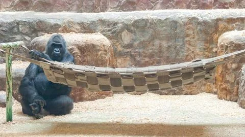 Black big gorilla, monkey primate, sits by the hammock. Stockfoto's