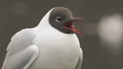 Black-billed Gull  Stock Footage 290204406